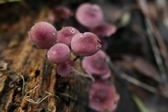 Mycena kurramulla