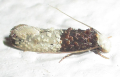 Trichophaga tapetzella