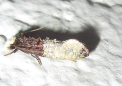 Trichophaga tapetzella
