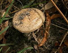Amanita marmorata