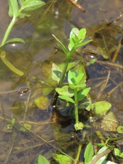 Torenia anagallis