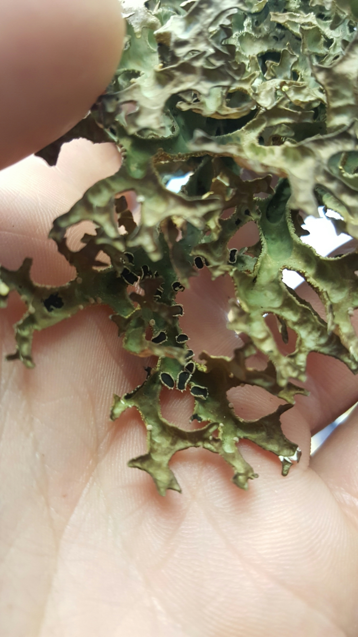 Pseudocyphellaria carpoloma image