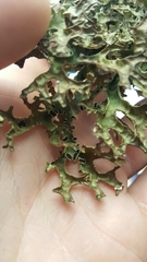Pseudocyphellaria carpoloma