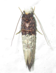 Trichophaga tapetzella