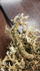 Pseudocyphellaria carpoloma