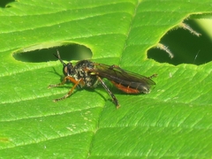 Dioctria rufipes