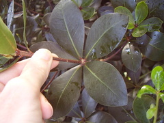 Pittosporum roimata