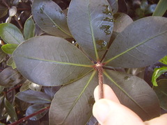 Pittosporum roimata