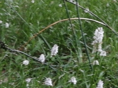 Dactylorhiza maculata ericetorum