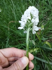 Dactylorhiza maculata ericetorum