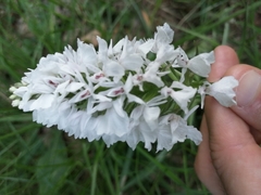 Dactylorhiza maculata ericetorum