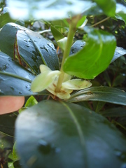 Pittosporum roimata