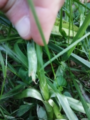 Dactylorhiza maculata ericetorum
