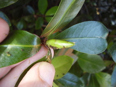 Pittosporum roimata