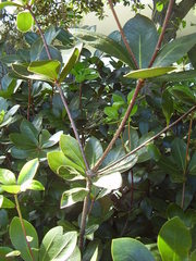 Pittosporum roimata