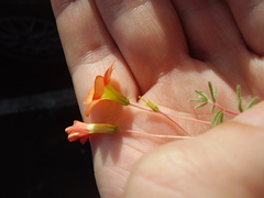 Oxalis massoniana