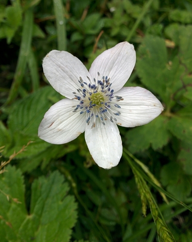 riverside windflower