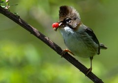 Whiskered Yuhina photo 3