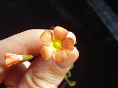 Oxalis massoniana