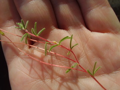 Oxalis massoniana