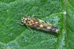 Eupteryx urticae