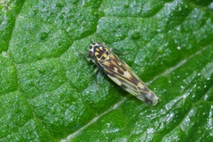 Eupteryx urticae