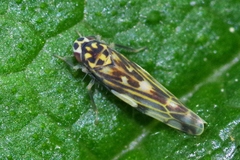Eupteryx urticae