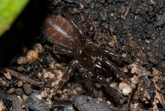 Hadronyche adelaidensis