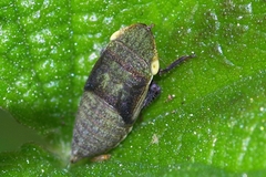 Aphrodes makarovi