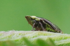 Aphrodes makarovi
