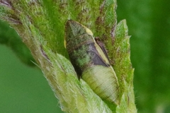 Aphrodes makarovi