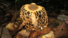 Phallus haitangensis