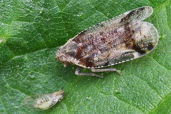 Cixius cunicularius