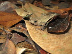 Rhinella castaneotica