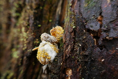 Neobarya agaricicola