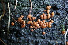 Trichoderma nothescens