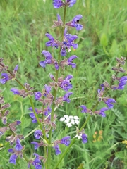 Salvia pratensis