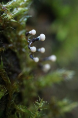 Elaeomyxa cerifera