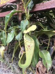 Nepenthes chaniana