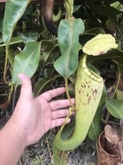 Nepenthes chaniana