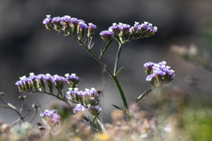 Limonium sinuatum
