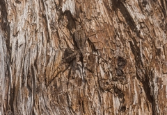Tamopsis fickerti
