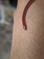 Xerotyphlops vermicularis