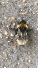Bombus