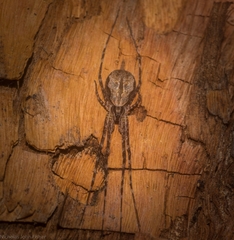 Tamopsis fickerti