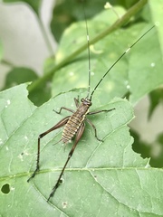 Nisitrus