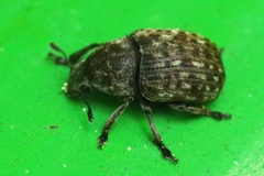 Anthribus nebulosus