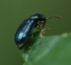Korynetinae