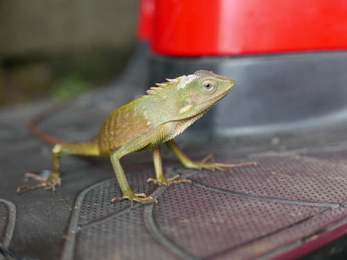 Maned forest lizard, Bronchocela jubata