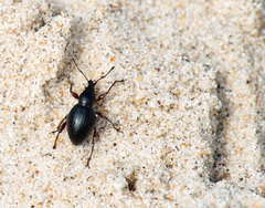 Otiorhynchus atroapterus